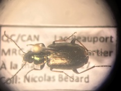 Agonum muelleri