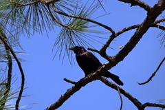 Quiscalus quiscula quiscula