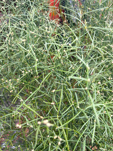 Alternanthera filifolia observed 2026-09-29