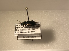 Agonum muelleri