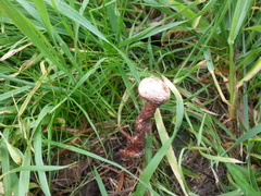 Tulostoma