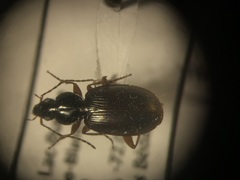 Agonum sordens