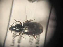 Agonum sordens