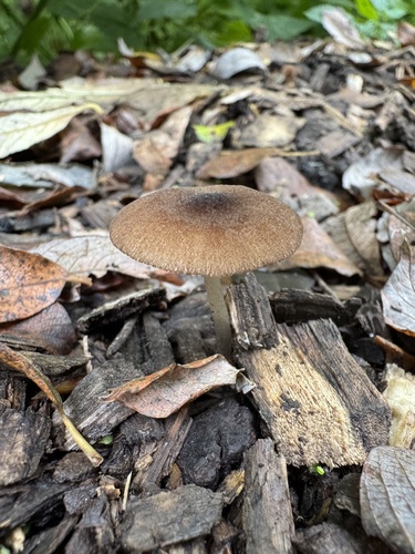 Pluteus podospileus