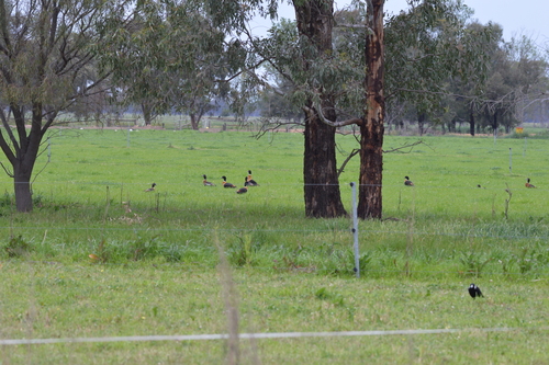 Australian Shelduck