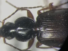 Agonum sordens