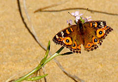 Junonia villida calybe