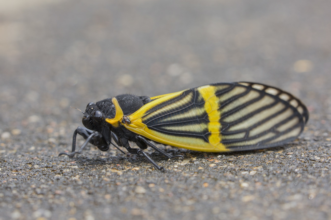 Cicadas (Superfamily Cicadoidea) · iNaturalist