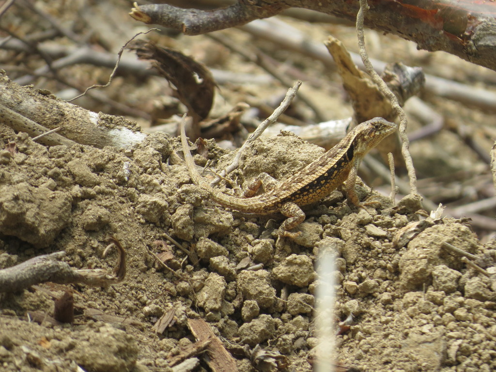 Longtail Spiny Lizard