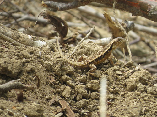 Longtail Spiny Lizard