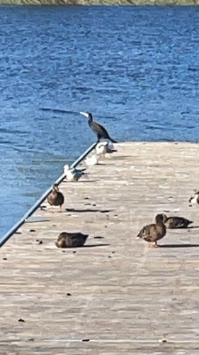 Great Cormorant