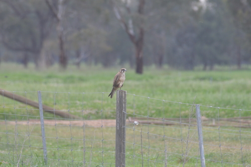 Brown Falcon