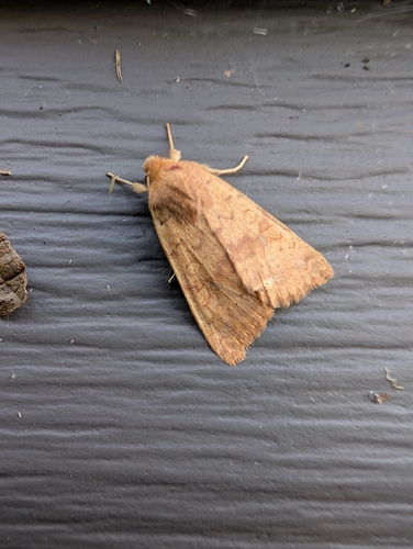 Bicolored Sallow