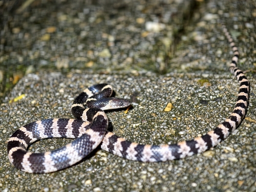 Banded Wolf Snake