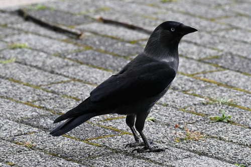 Eurasian Jackdaw