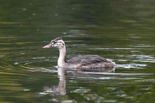 Great Crested Grebe