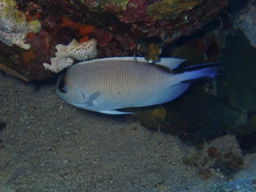 Genicanthus caudovittatus observed 2026-09-25