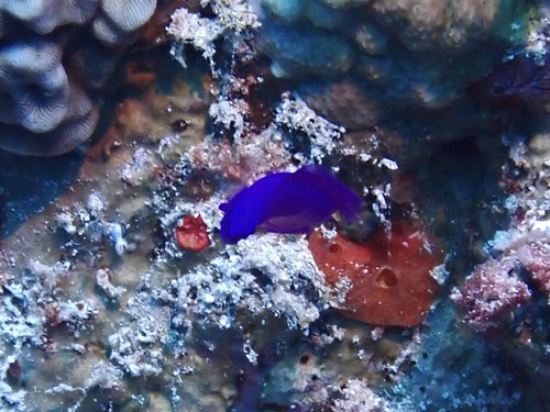 Pseudochromis fridmani observed 2026-09-25