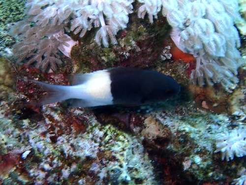 Chromis dimidiata observed 2026-09-25