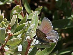 Theclinesthes serpentata serpentata