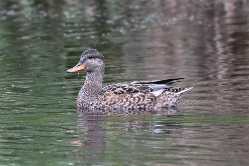 Gadwall