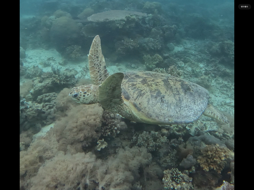 Green Sea Turtle