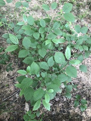 Viburnum rafinesqueanum