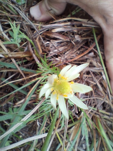 Southern Anemone