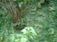 Gasteracantha taeniata