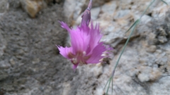 Dianthus plumarius