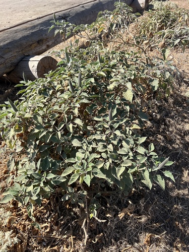Sacred Datura