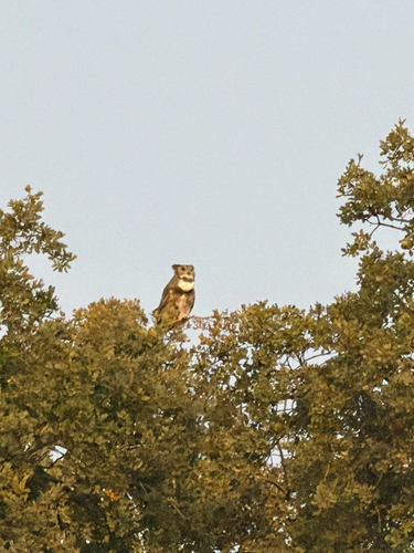 Great Horned Owl