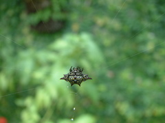 Gasteracantha taeniata
