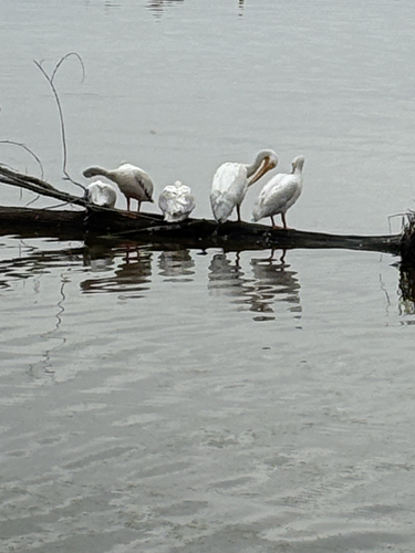 American White Pelican