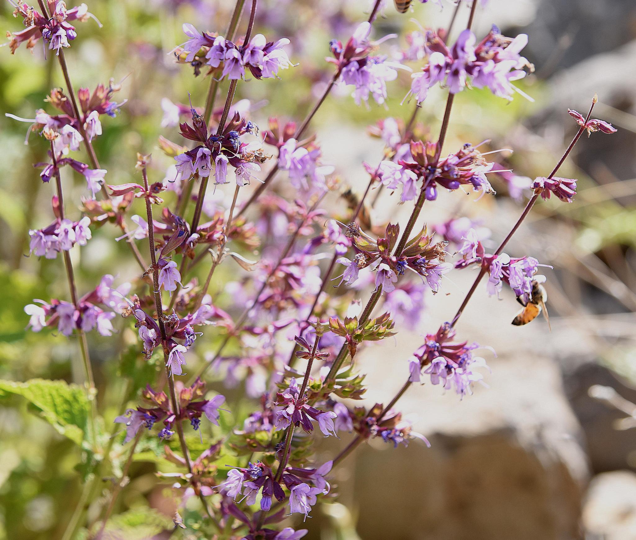 Salvia judaica