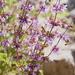 Salvia judaica - Photo (c) אריה אוהד, algunos derechos reservados (CC BY-NC), subido por אריה אוהד