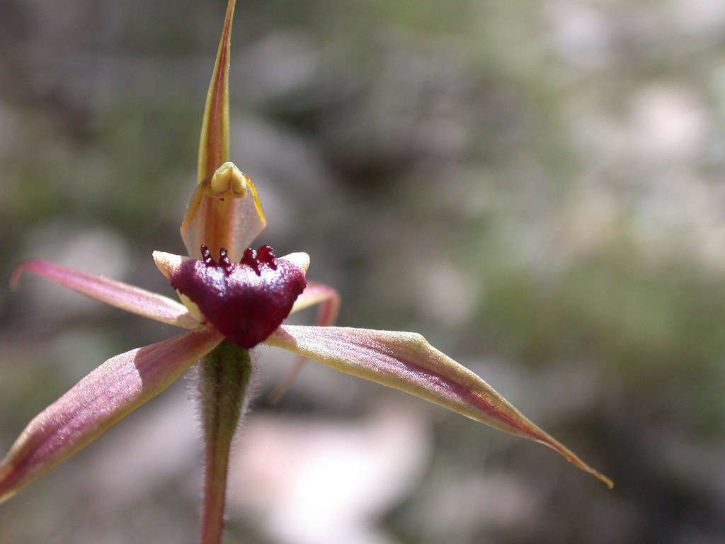 Caladenia clavigera