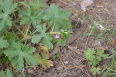 Geranium divaricatum