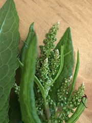 Rumex obtusifolius