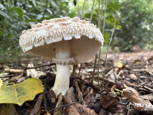 Shaggy Parasol