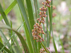 Lomandra multiflora multiflora
