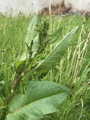 Rumex obtusifolius