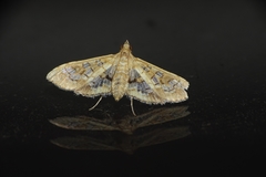 Sameodes