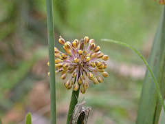 Lomandra multiflora multiflora