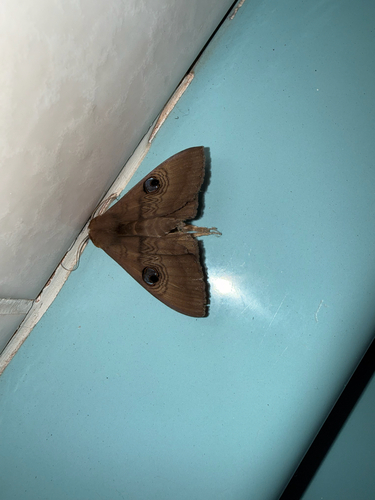 Southern Moon Moth