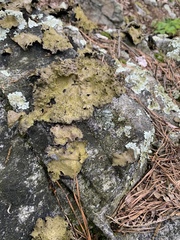 Lasallia pensylvanica