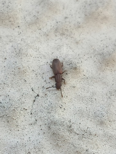 Oryzaephilus surinamensis, 2026-09-30