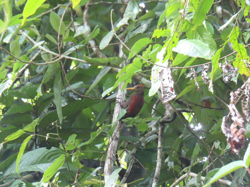 Blythipicus rubiginosus observed 2026-09-20