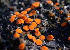 Anthracobia muelleri