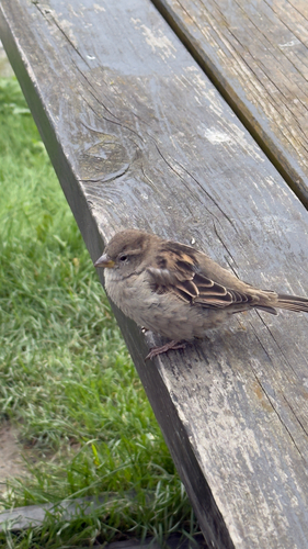 House Sparrow